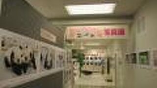 パンダの写真展