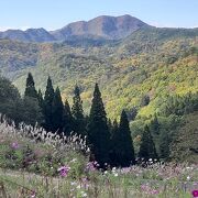 面白山高原のコスモスベルグ