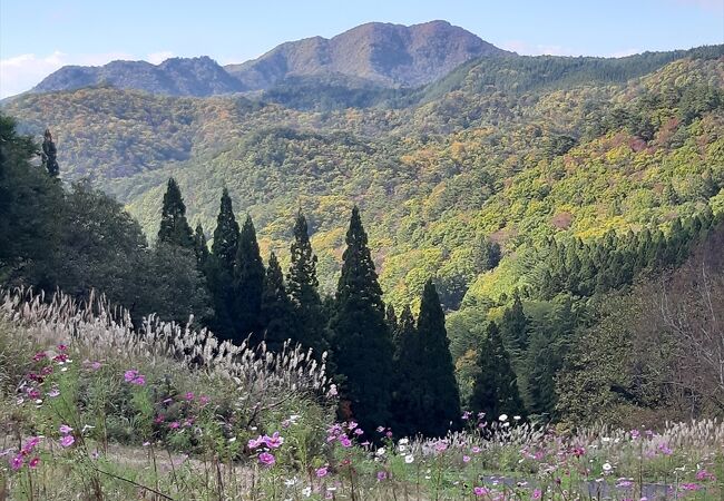 面白山高原のコスモスベルグ