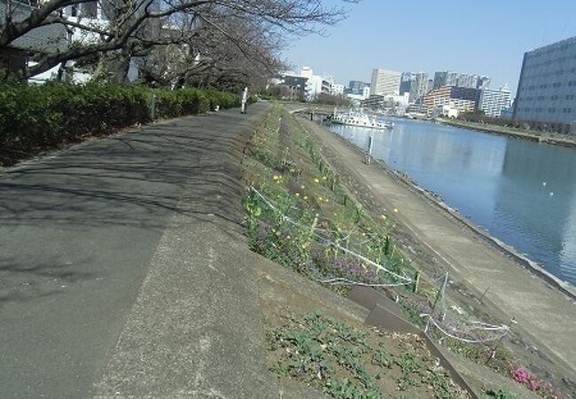 春は菜の花、秋はコスモスが土手を彩ります　