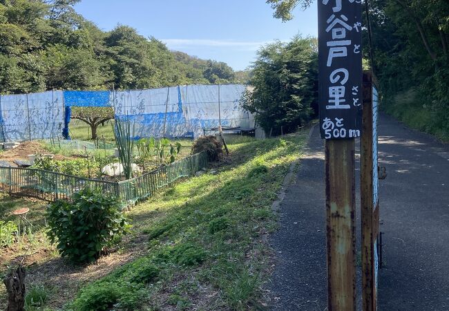 春の桜が綺麗でしょう