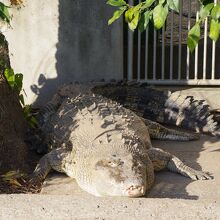 「鬼山地獄」には、温泉熱を利用したワニ園が楽しめます。