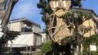 何とも珍しい風景です