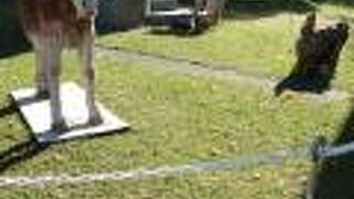 オブジェと一緒に