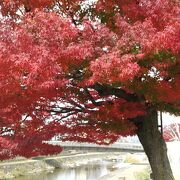 宮川沿いの美しい紅葉