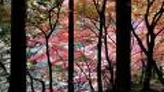 吉井川に沿った渓谷美と紅葉が美しい