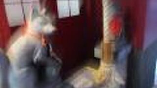 火防神・縁結神