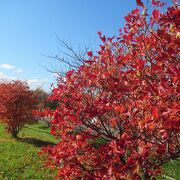 秋は土手の桜が紅葉