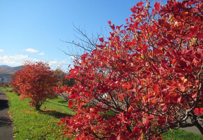 秋は土手の桜が紅葉