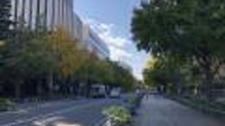 イチョウが綺麗