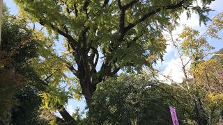 黄色く色付きはじめていました