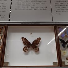 世界最大の蝶と最小の蝶。説明も付いています。