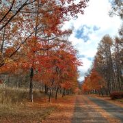 紅葉トンネルがありました。