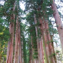戸隠神社 奥社 
