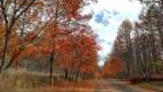 紅葉トンネルがありました。