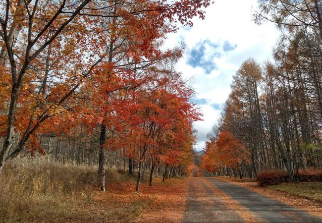 紅葉トンネルがありました。