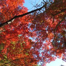 11月半ば、紅葉が見頃でした