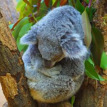 コアラのマーチ。