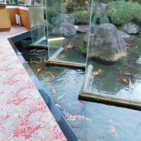 ロビー。鯉の池は大きな窓ガラスの下でつながっているようです