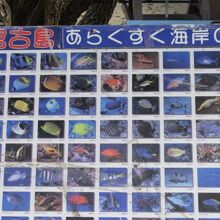 色んな魚がいました