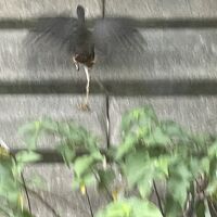 ヴィラ周辺にシロハラクイナが複数居ました。