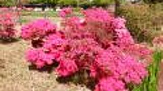 館林つつじが岡第二公園 (館林花菖蒲園)