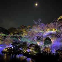 オーロラの雲海の庭園