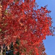 濃い紅色の紅葉