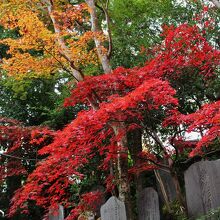 山門脇の真紅の紅葉。