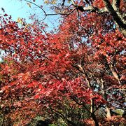 工事中で東園は入れなかったけど、紅葉は楽しめました