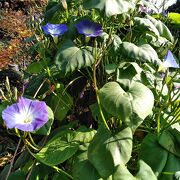 季節のお花や植物をいつも楽しめます