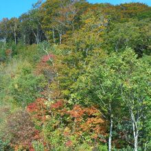 赤と緑のコントラストも素晴らしい