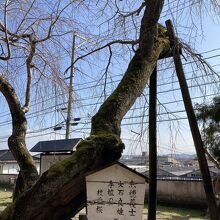 義士大石義雄の手植えの桜です