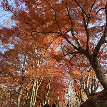 頂上近くの坂にある紅葉です