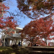 天文台周辺の紅葉です