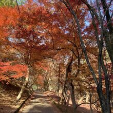 浅野神社のある山の紅葉です