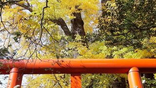 苦竹のイチョウ