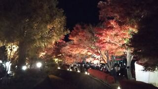 ライトアップされている☆