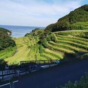 浜野浦の棚田 