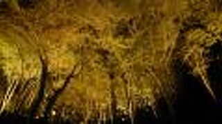 2年ぶりに実施のライトアップを堪能