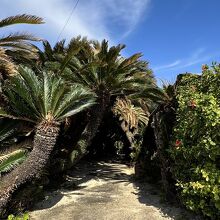 南国の雰囲気です。