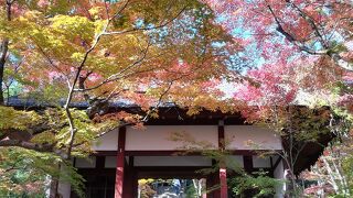 紅葉グラデーション