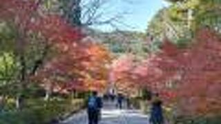 広々とした紅葉の名所