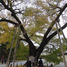 清水谷家の椋の木