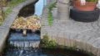 名前のない湧水も