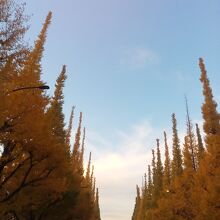 明治神宮外苑のいちょう祭り