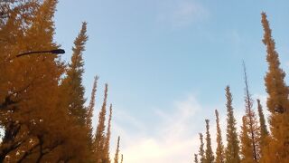 明治神宮外苑いちょう祭り