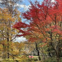 紅葉の見頃です。