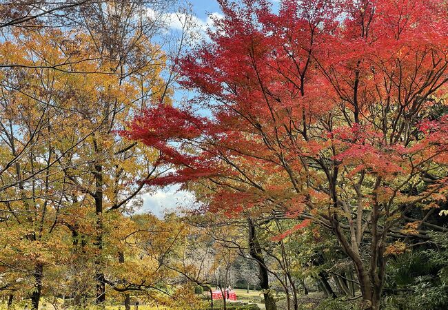 11月下旬　紅葉見頃の岩槻城址公園です。