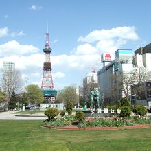 テレビ塔をバックに新緑が映えます